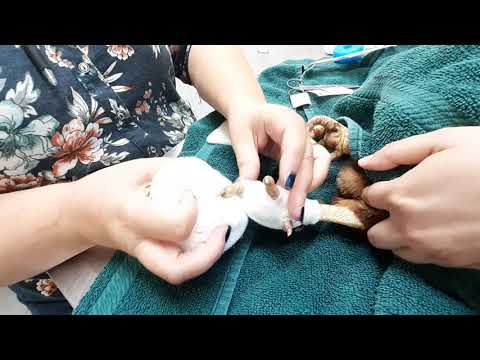 Bumblefoot in Chickens: How To Apply Pool Noodle Bandages