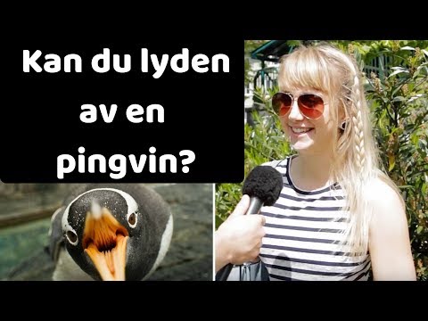 Hvordan høres lyden av en pingvin ut? 🎤