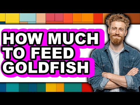 How Much to Feed Goldfish (Updated 2025)