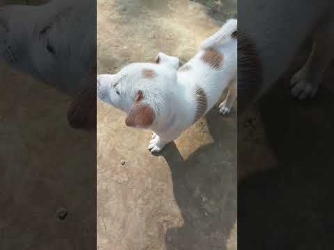 Cute baby dog 🐕#shortfeed #dog