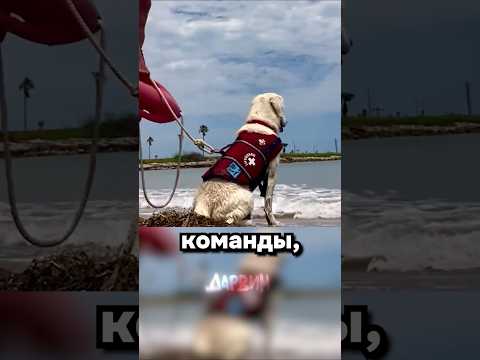 Герои не носят плащи, они носят жилетки с поводком
