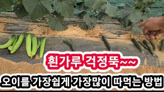 흰가루 걱정끝 오이를 가장쉽게 많이 따먹는 방법 오이농사농부 주말농장 텃밭