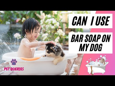 Can i use bar soap on my Dog? - YouTube