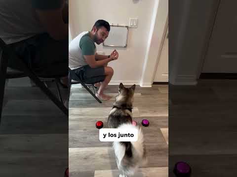 Sapphie la pomsky como estudiante 🤓