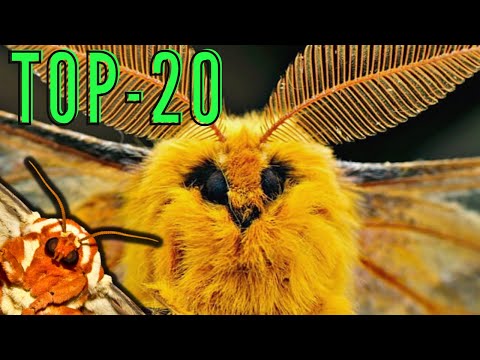 Top 20 MOTHS You MUST SEE!!