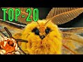 Top 20 MOTHS You MUST SEE!!