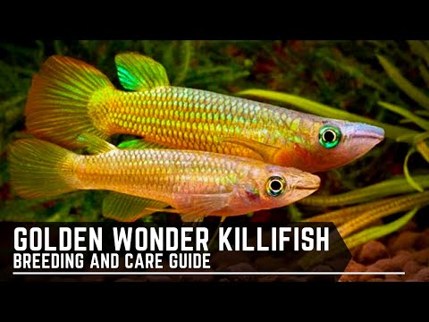 , title : 'Golden Wonder Panchax / Killifish - Breeding and Care Guide'