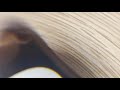 Umage-Forget-Me-Not,-lampara-de-suspension-3-focos-madera-de-roble-negro YouTube Video