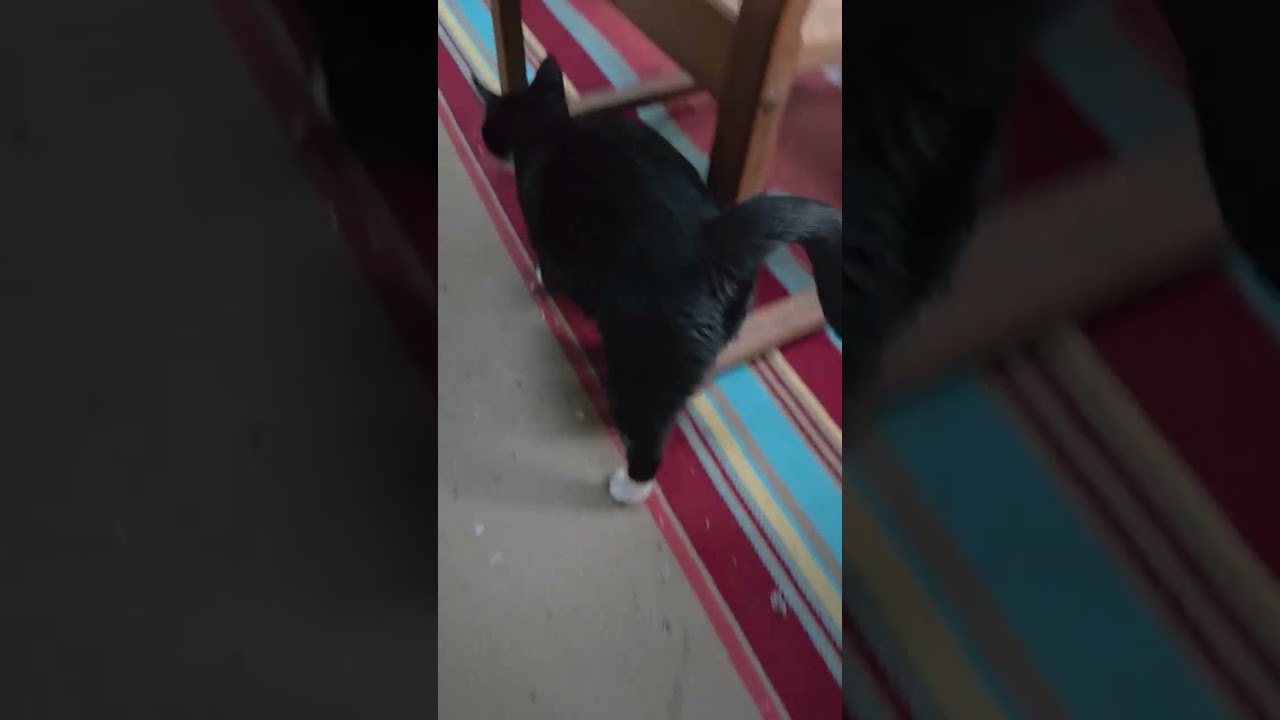 Enlarge Hannah, a ADOPTABLE Domestic Short Hair in Beverly, MA video 1/4