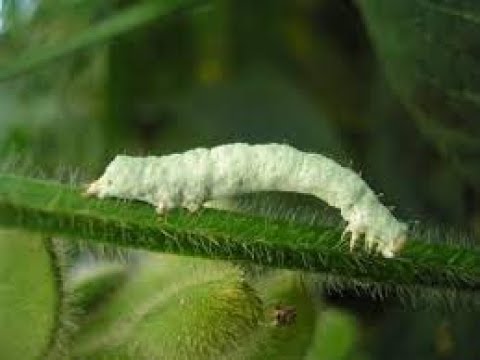 Fungo 🍄 na lagarta 🐛 (Parasitoide)