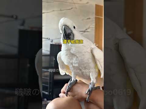 吵不過爸爸就用兇的！