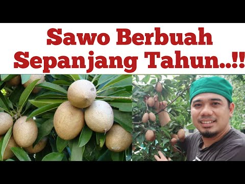 10 Tips Cara Menanam Sawo Pasti Cepat Berbuah dan Lebat, Tabulampot Sawo Berbuah Sepanjang Tahun,.!!