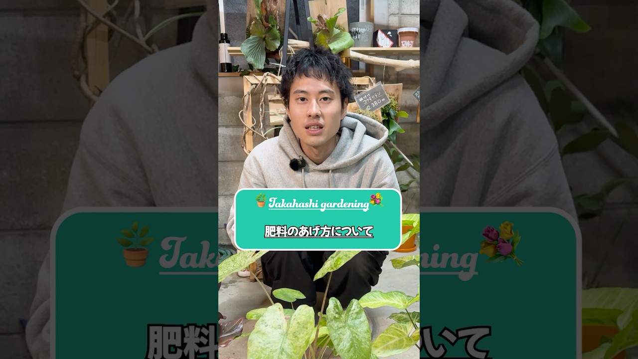 肥料は大事🪴 #高橋園芸 #観葉植物