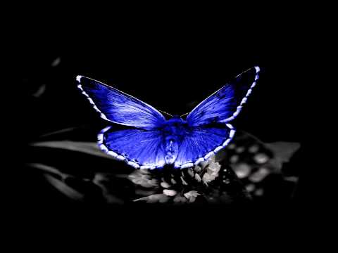 Eelke Kleijn - Papillon (Original Mix)