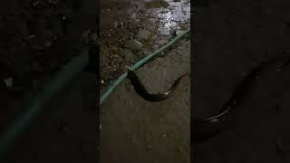 Download lagu Dapet rejeki Belut nyasar #belut mp3 Download lagu Dapet rejeki Belut nyasar #belut mp3