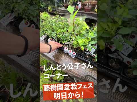 園芸 鱗状のジュニパー