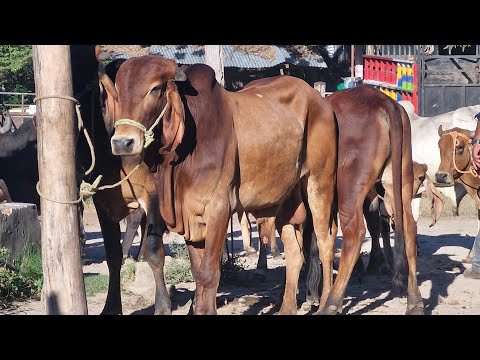 tiangue de Santiago Nonualco, La Paz Centro