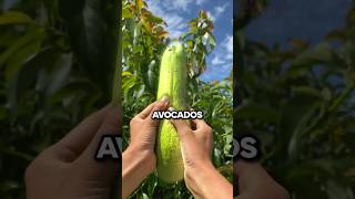 Download lagu Masa Lalu Alpukat yang Buruk🤯🥑 mp3 Download lagu Masa Lalu Alpukat yang Buruk🤯🥑 mp3