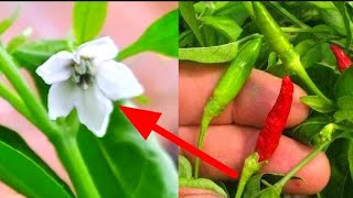 Grow Chili plant in pot,care and Fertilizer for Chili plant/how to grow Chili plant at home|10Tips