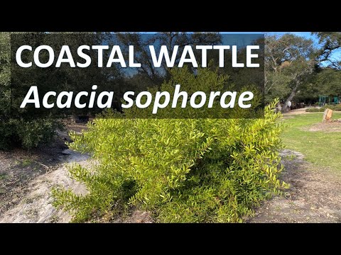COASTAL WATTLE Acacia sophorae facts, Sydney Golden Wattle Acacia longifolia