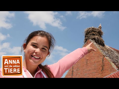 Wo klappert der Storch? | Reportage für Kinder |Anna und die wilden Tiere