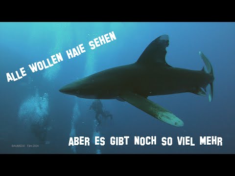 Ägypten, Rotes Meer, Tauchsafari 2024 mit der Golden Dolphin III