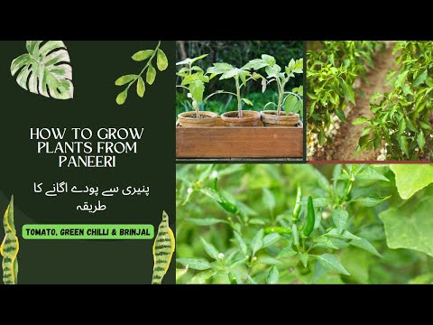 , title : 'How to grow vegetables from Paneeri | Tomato, Green chilli & Brinjal |Gardening with Shahnoor |'