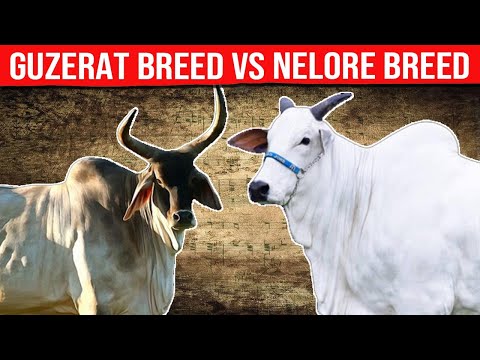 , title : '⭕ GUZERAT Breed VS NELORE Breed Which Is Better For Meat And Milk Production ✅ Biggest Bulls And Cow'