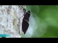 Cicada - Tacua Speciosa