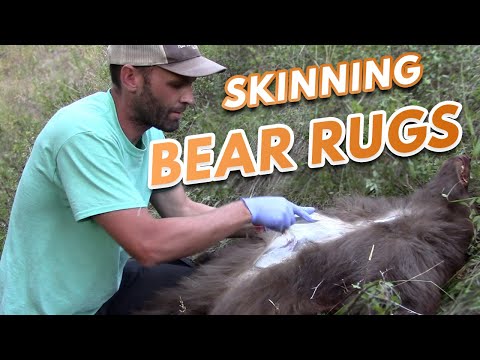 YouTube video about: How to skin a bear for a rug diagram?