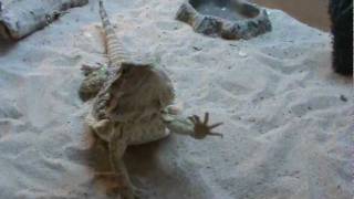 Bearded Dragon head bobbing and arm waving at the same time.