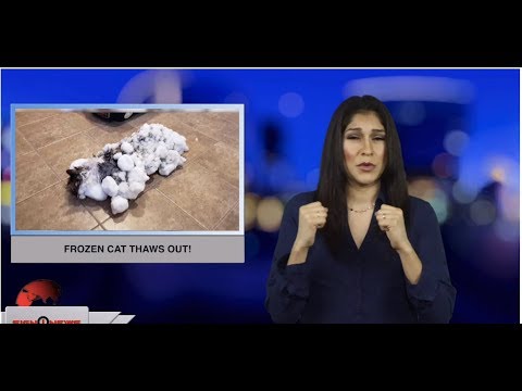 Frozen cat thaws out! (ASL - 2.7.19)