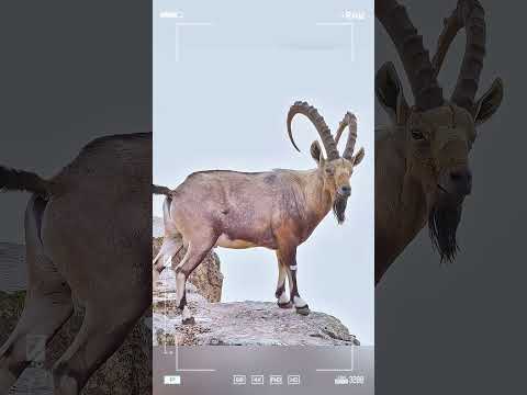 The Golden Eagle: The Ibex's only captor. #animals #shorts #fypシ