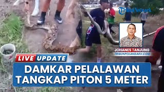 Ular Piton 4,5 Meter Gegerkan Warga Pangkalan Kerinci, DPKP Pelalawan Gercep Tangkap di Kandang Ayam
