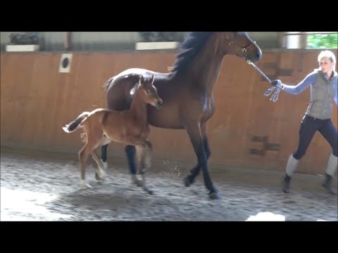 *2019 Stute von Valverde - Foundation SOLD!!