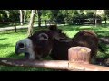 Donkey Warm Up And Mating Call