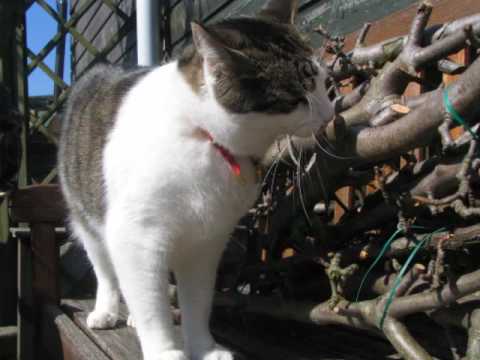 Frank Boeijen liefde van mijn leven