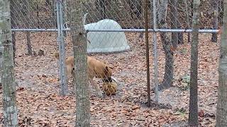 Video preview image #1 Mutt Puppy For Sale in Camden, SC, USA