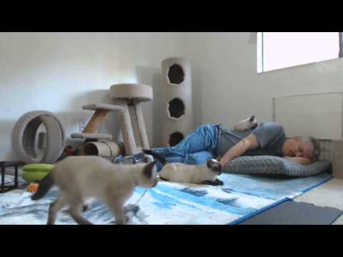 Clone Trooper Kittens - Afternoon 9-7