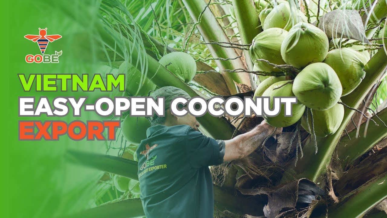 Vietnam Easy-opnen Coconut Export by GoBe | Fresh Taste & Premium Quality