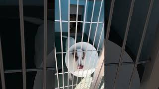 Video preview image #1 Mutt Puppy For Sale in Pasadena, CA, USA