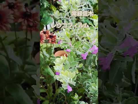 小低木バラ 'スイートヘイズ' 植物