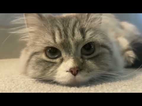 Calm your heart  it’s just a Dunyā.”🫀❤️‍🩹