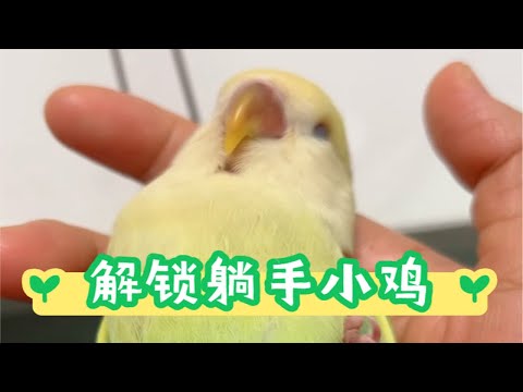 牡丹鸚鵡