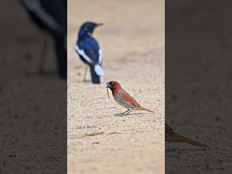 Scaly Breasted Munia 🐧 #birdphotography #nikonindiaofficial