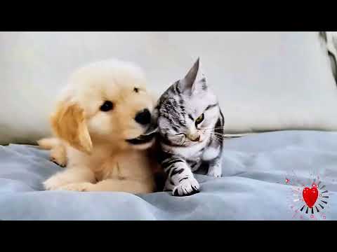 📺The Great War of Little Hearts!🐱💢➡️#mihistoriadepatty #cat #fyp #fycat #adil #adilandcats