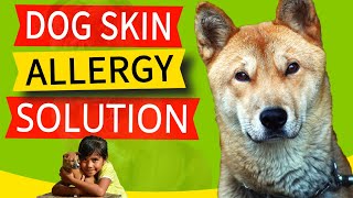 How to heal dog skin allergies (Cause, Symptoms & Solution)