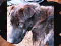 Strike-Faccia di cane 