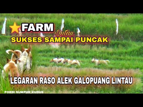 LEGARAN RASO ALEK GALOPUANG LINTAU | ⭐FARM SUKSES MENCAPAI UJUNG ARENA