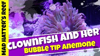 My Clownfish with Her Bubble Tip Anemone